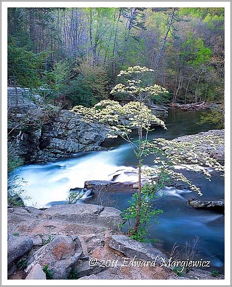 450745 Dogwoods and the Little River